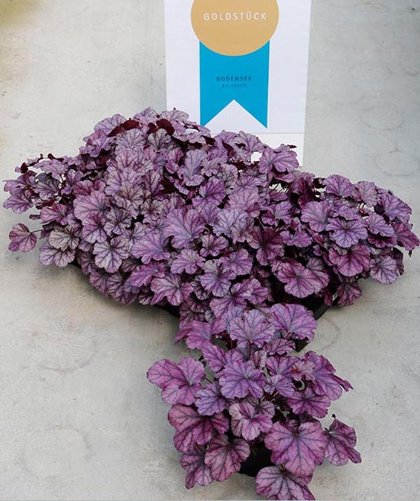 Heuchera hybrida Frosty Night