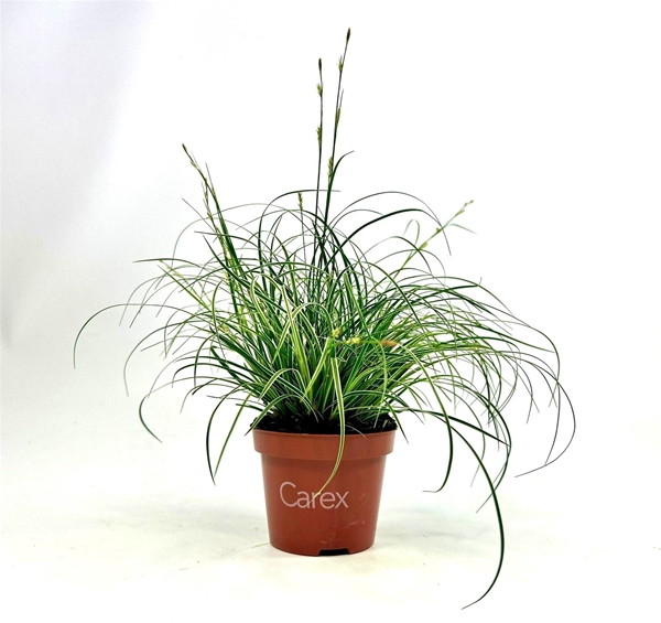 Carex conica Snowline