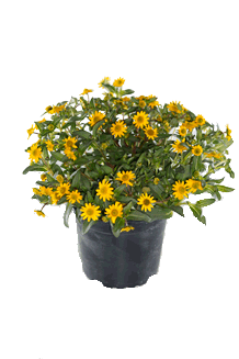 Sanvitalia procumbens Cuzco