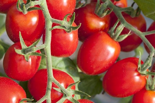 Solanum lycopersicum Brasil Red unveredelt