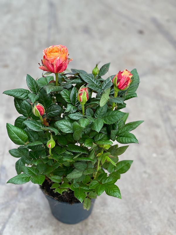 Rosa hybrida Orange