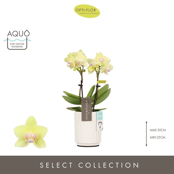 Phalaenopsis hybrida Lena 2 In Molise White Aquo