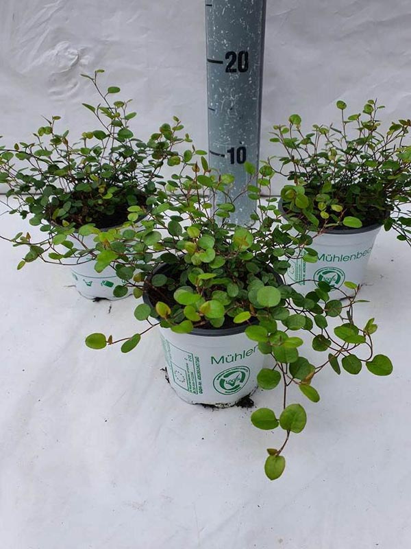 Muehlenbeckia complexa