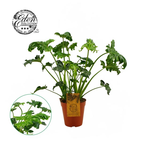 Philodendron hybrida Alantis