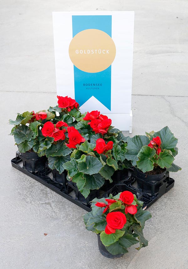 Begonia hybrida Baladin