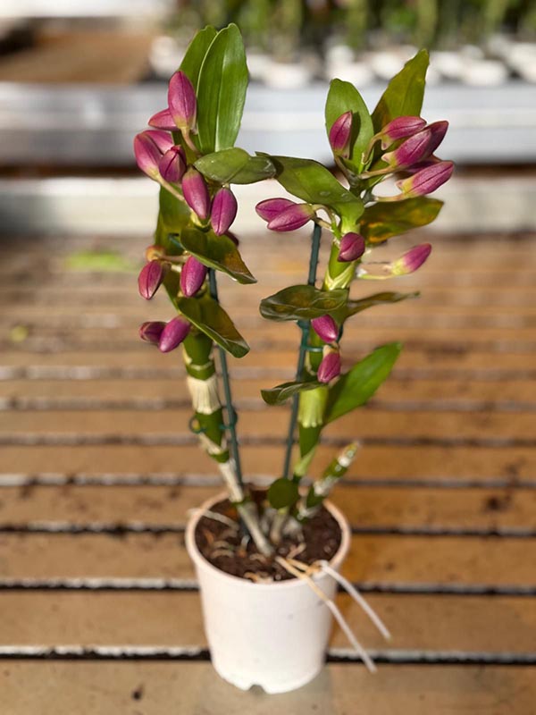 Dendrobium hybrida Nobile Bouquet Purple Rain