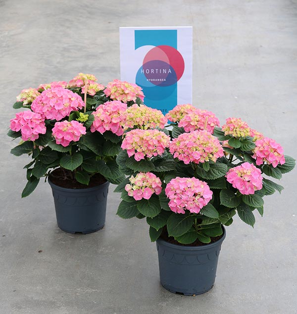 Hydrangea macrophylla Hortina Rosa