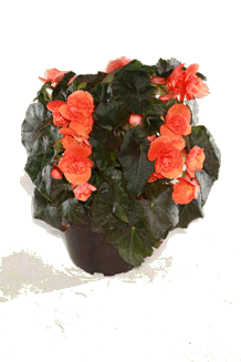 Begonia hybrida MIX