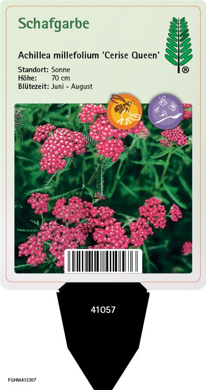 Achillea millefolium Cerise Queen
