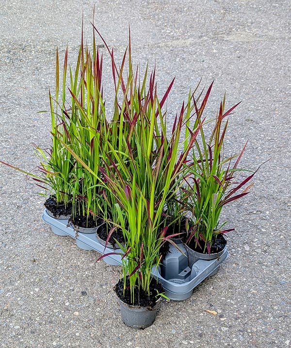 Imperata cylindrica Red Baron