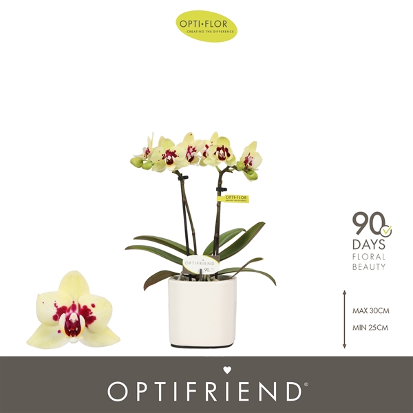 Phalaenopsis hybrida Anouk In Piemonte White