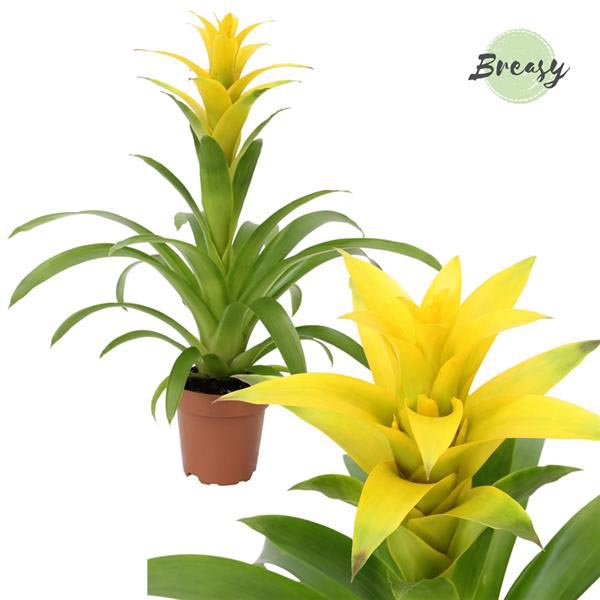 Guzmania hybrida Suerte Yellow