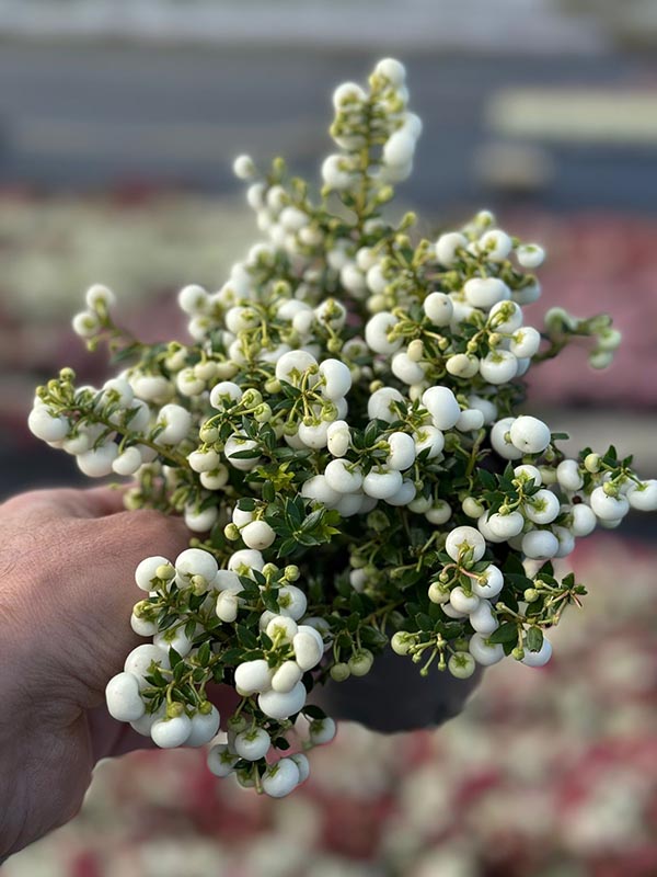 Pernettya mucronata Weiss