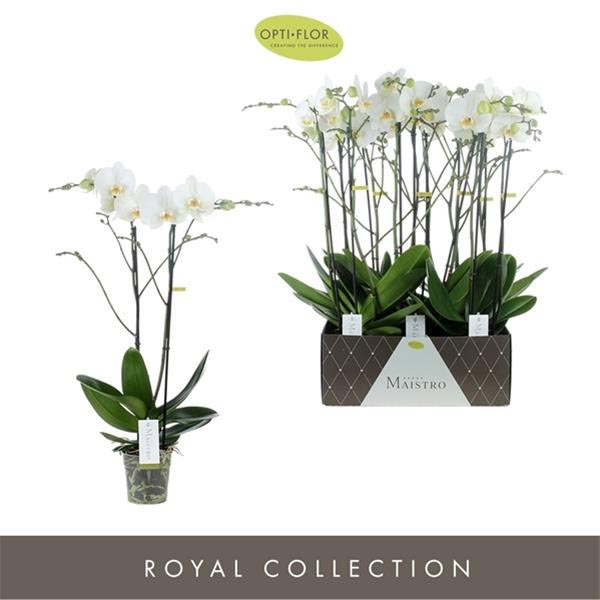 Phalaenopsis hybrida Maistro Bach
