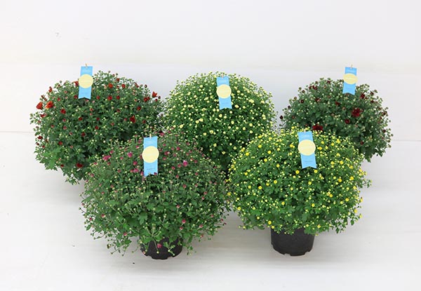 Chrysanthemum indicum Mix Gardenmums