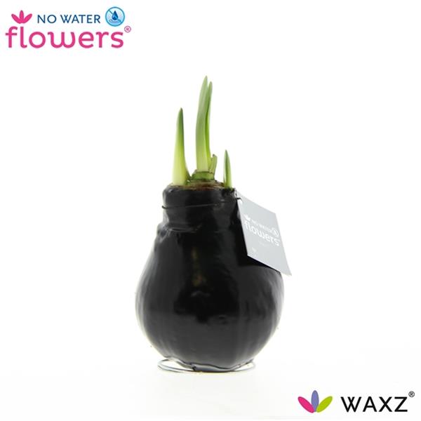 Amaryllis bella-donna Wax Black W.B.