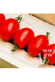 Solanum lycopersicum Mirado Red veredelt