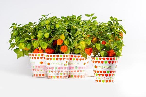 Physalis alkekengi Var. Franchetii