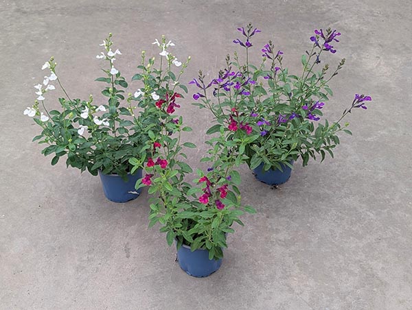 Salvia greggi Mix
