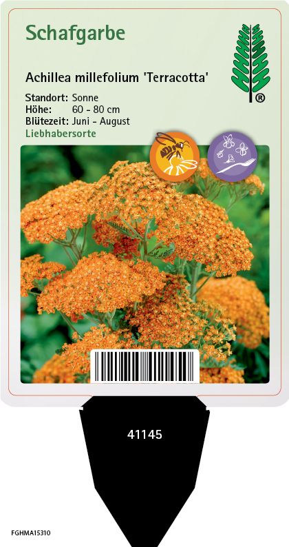 Achillea millefolium Terracotta