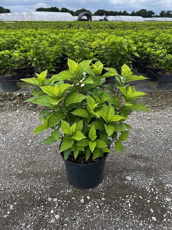 Hydrangea paniculata Limelight