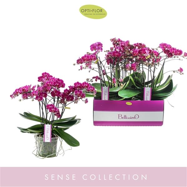 Phalaenopsis hybrida Bellissimo Amore