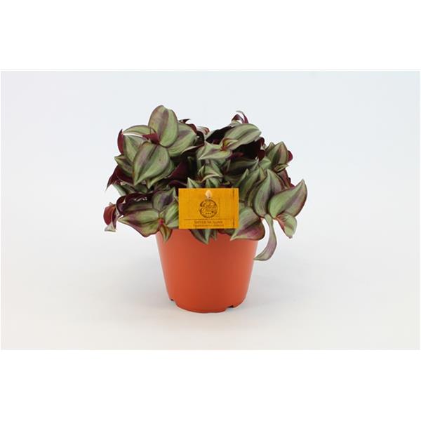 Tradescantia zebrina Purpusii