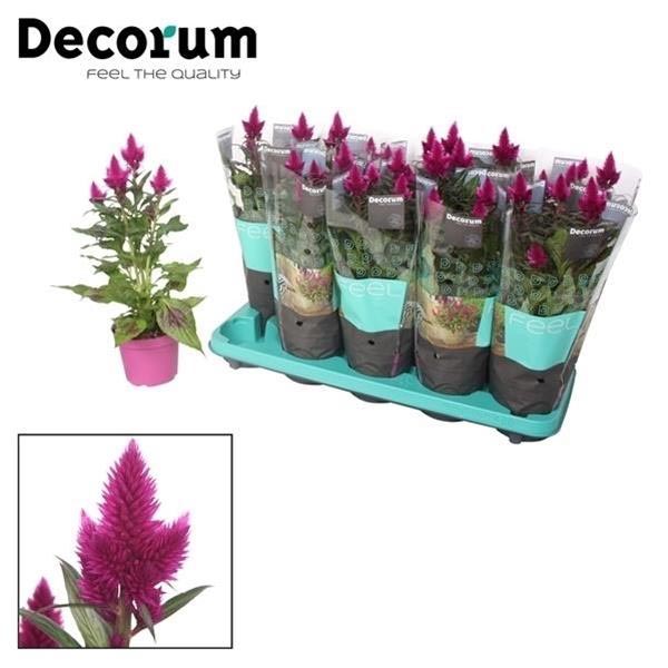 Celosia hybrida Deep Purple Caracas
