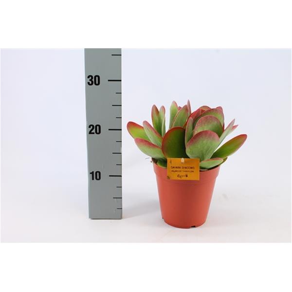 Kalanchoe thyrsiflora
