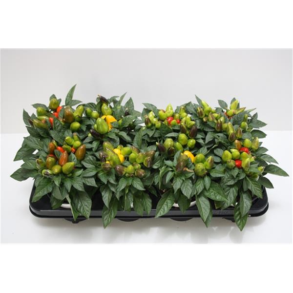 Capsicum annuum Mambo Mix