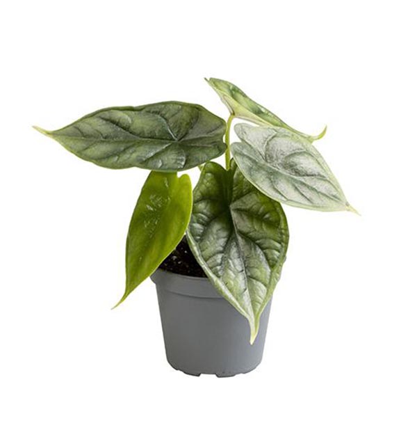 Alocasia amazonica Dragon Scale