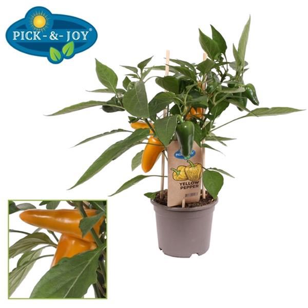 Capsicum annuum PICK-&-JOY Snack Pepper Yellow