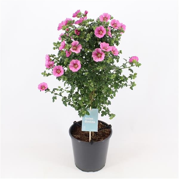 Anisodontea elegans Elegance Princess