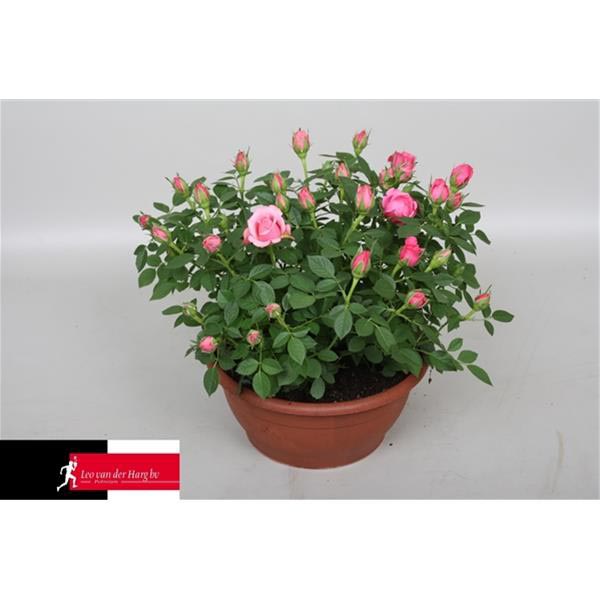 Rosa hybrida Flirt