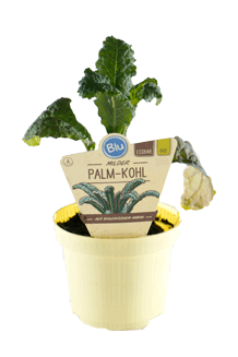 Brassica olerace Bio - Palmkohl