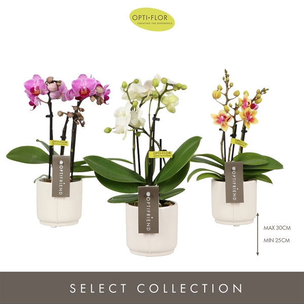 Phalaenopsis hybrida Mixtray In Piemonte White