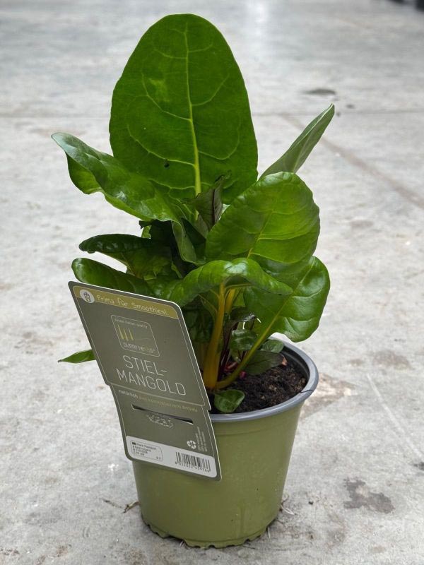 Beta vulgaris Mangold SunnyHerbs