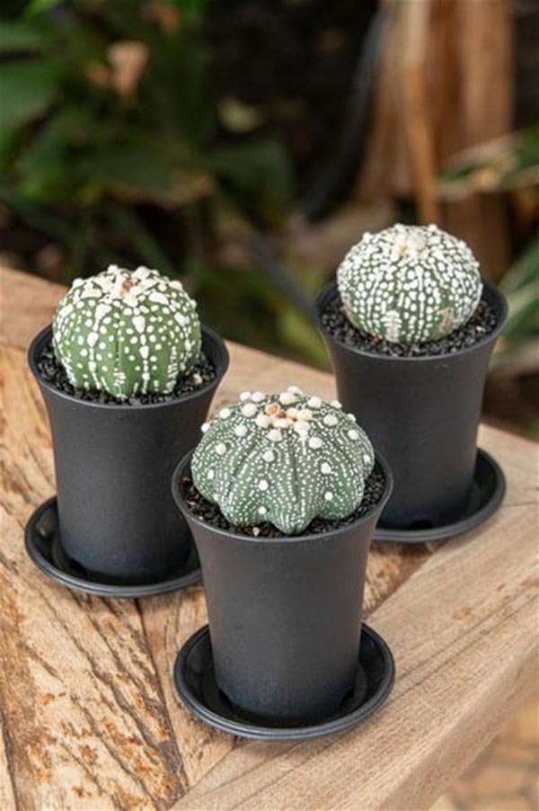 Astrophytum asterias