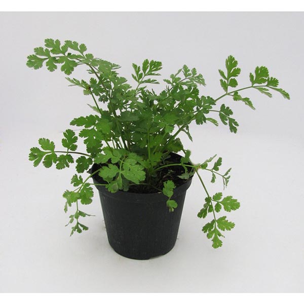 Coriandrum sativum Koriander