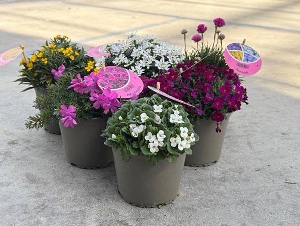 LG-PAKET Stauden Busch P14