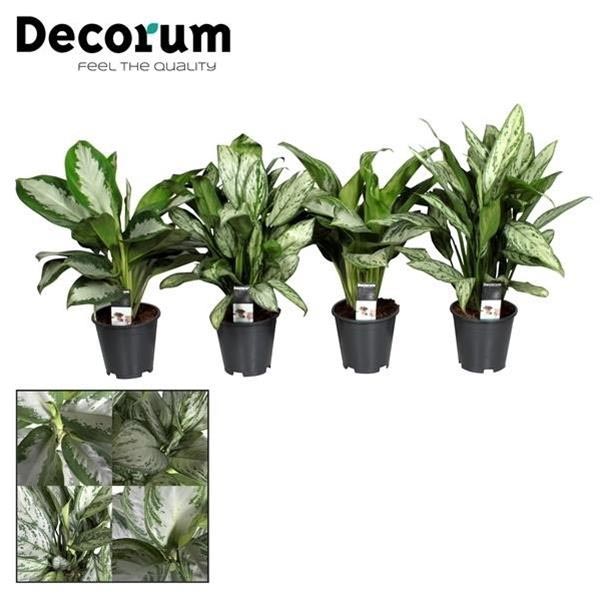 Aglaonema commutatum Mix