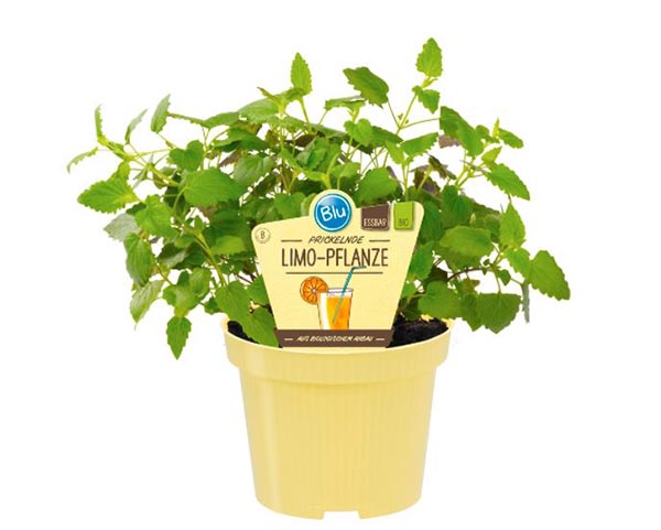 Agastache mexicana Bio-Limo-Pflanze