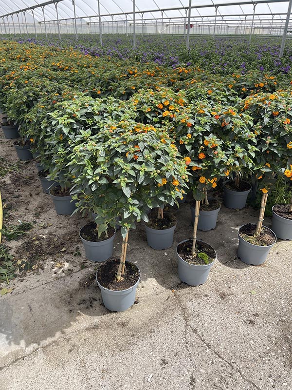 Lantana camara Orange