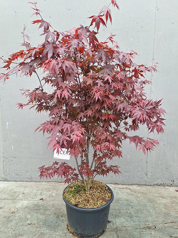 Acer palmatum Atropurpureum