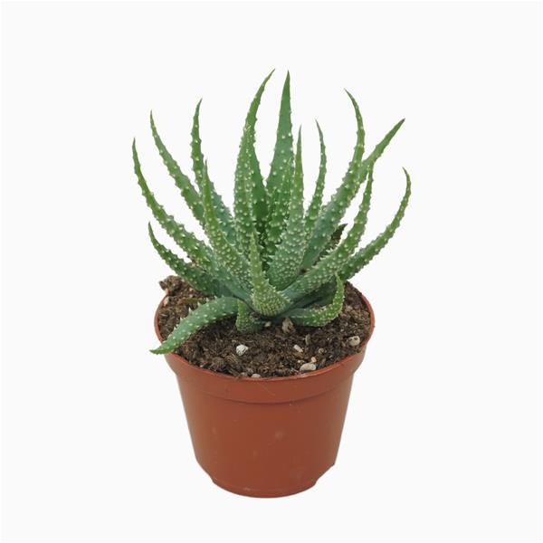 Aloe humilis