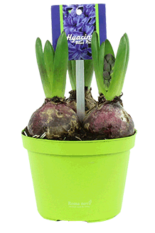 Hyacinthus orientalis Blau