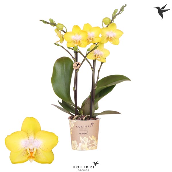 Phalaenopsis hybrida Multiflora Arezzo