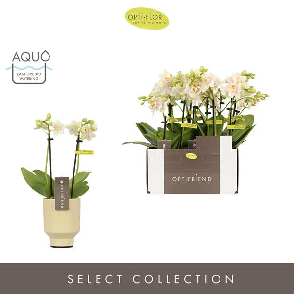 Phalaenopsis hybrida Sara In Emilia Sand Keramik