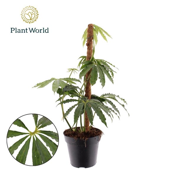 Anthurium polyschistum Mosstab