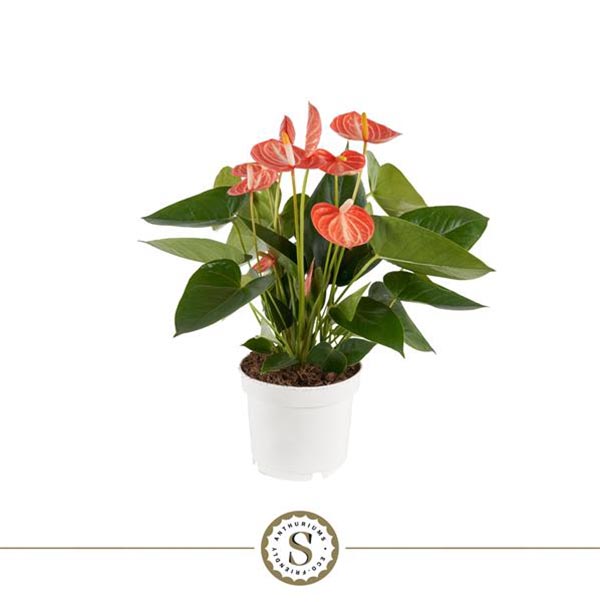 Anthurium andreanum Livium Orange